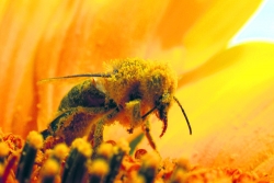 Eine der Ursachen des Bienen-Sterbens könnte geklärt sein: Insektizide zerstören offenbar den Orientierungssinn der Bienen.