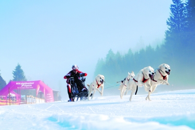 Den nordischen Hunden liegt das Ziehen im Blut. Sie sind dabei komplett auf den Trail fixiert, dabei erreichen sie eine Zugkraft von 800kg.