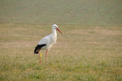 Erster Storch des Jahres im Unterland eingetroffen