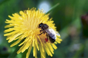 Durch das Bestäuben sind Bienen für viele Pflanzen lebensnotwendig.
