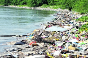 Durch den Plastikmüll werden natürliche Lebensräume von verschiedensten Tieren zerstört.