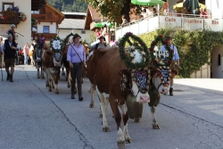 Almabtrieb in Wiesing