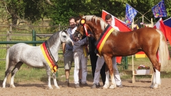 Welsh-A Stute „Kai-Chelesa“ (Stuten- und Tagesreservesiegerin) mit Welsh-Cob Hengst „HB-Pegasus“ (Jugendsieger und Overallchampion). Im Bildhintergrund der erfolgreiche Züchter Werner Anker aus Ebbs mit seinen beiden Söhnen Mario und Thomas