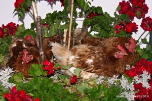 4 schlafende Hühner in einem Blumentrog auf offener Strasse vor dem Kundler Bauernladen