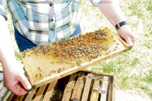 So gut wie Rosi Fellner geht‘s nicht allen Imkern in der Region. Viele leiden unter einem Totalausfall ihrer Bienenvölker.