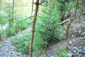 Im „Bühlwald“ in Brixlegg wurden Mitte März 12 Jungbäume umgeschnitten. Dadurch entstand ein hoher Schaden am Wald.
