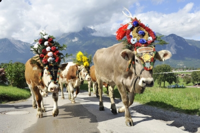 : Am 20. und 27. September wird die Heimkehr der Kühe in Reith im Alpbachtal ganz groß gefeiert.