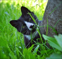 Kater „Mugl“ steht auf fesche Kätzinnen, pflegt Hundefreundschaften und hat Mäuse zum Fressen gern.