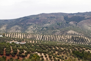 Oliven-Bauern beklagen sich darüber, dass ihr „extra vergine“ immer öfter auf eine Stufe mit minderwertigem Öl gestellt wird.